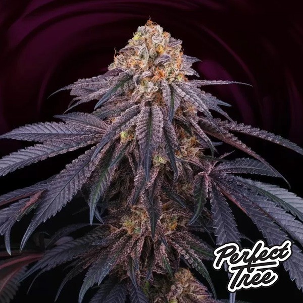 Chantilly de Perfect Tree Seeds en GB Lleida