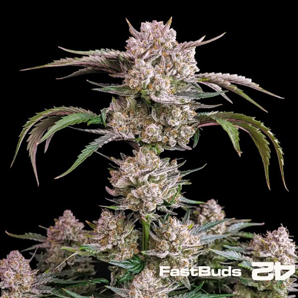 Fast Buds