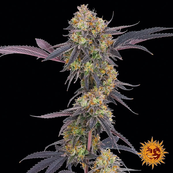 Tropicana Cherry