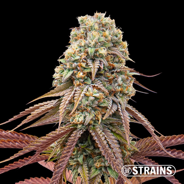 Dulce de Uva Auto de GB Strains en GB Lleida