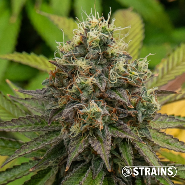 Gelonade Auto de GB Strains en GB Lleida