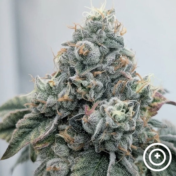 Acid Wash Purple City Genetics en GB Lleida
