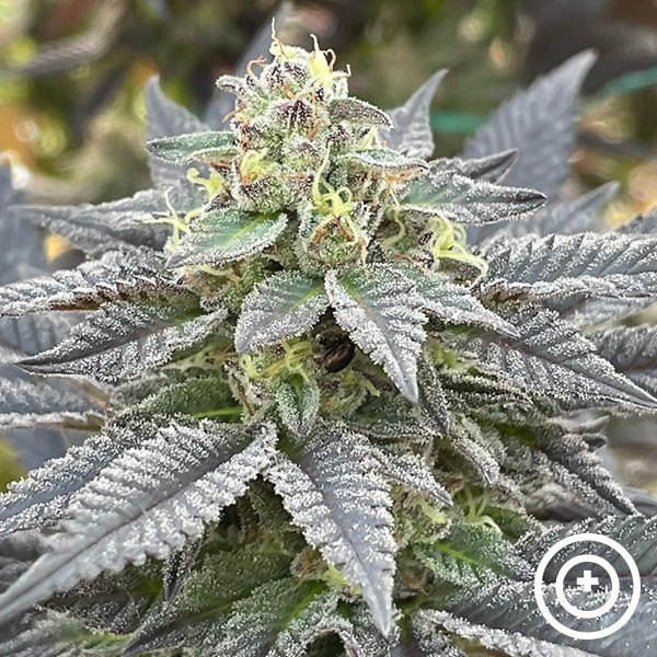 Secret Meetings Purple City Genetics en GB Lleida