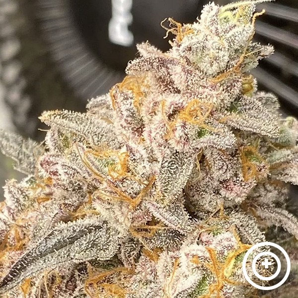 Platinum Bird Purple City Genetics en GB Lleida