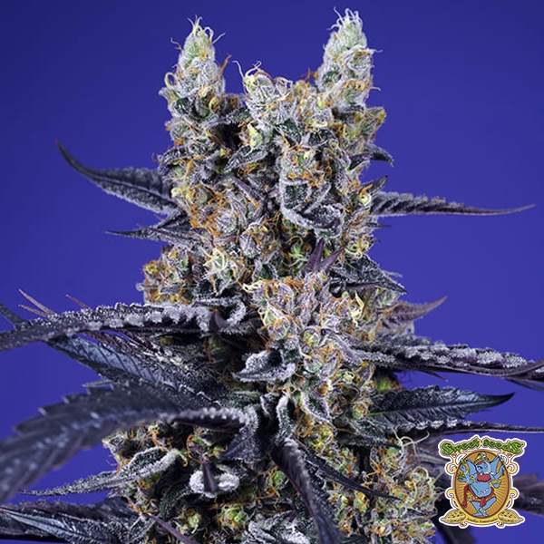 Super Boof XL Auto Sweet Seeds de Sweet Seeds en GB Lleida
