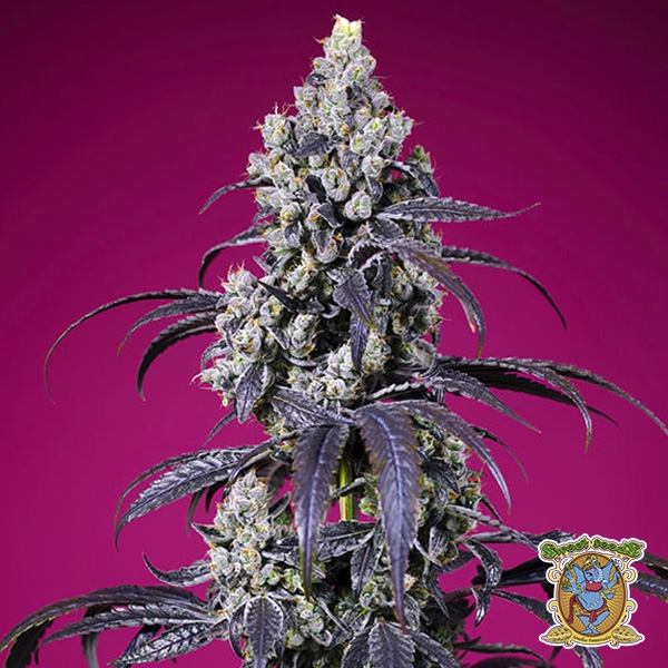 Tropicanna Cherry XL Auto Sweet Seeds de Sweet Seeds en GB Lleida