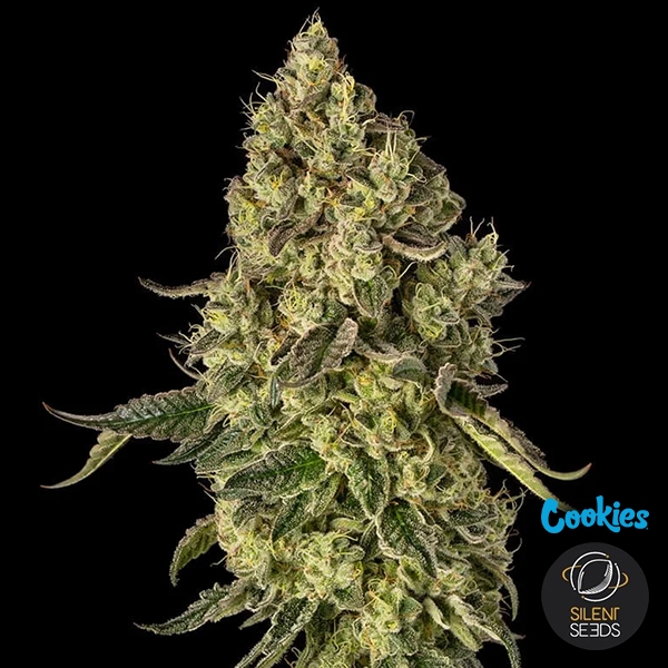 Peach Cake de Silent Seeds & Cookies de Silent Seeds en GB Lleida