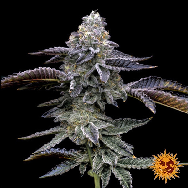 Gas Pack Strains Barney’s Farm de Barney's Farm en GB Lleida