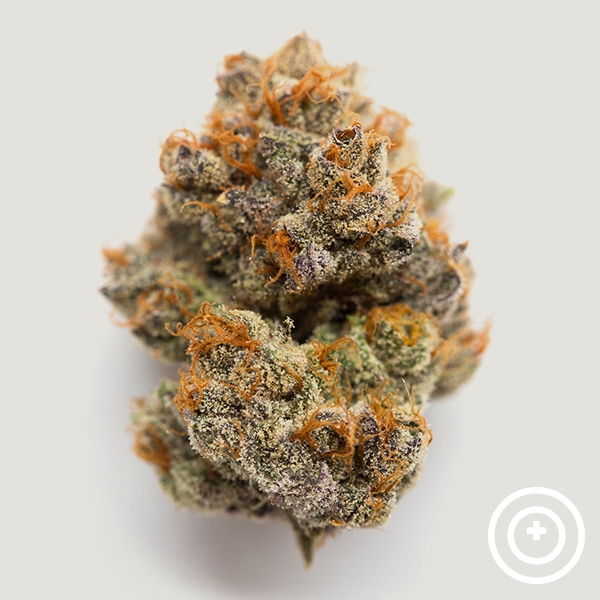 Habibbi Purple City Genetics en GB Lleida