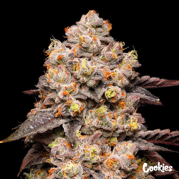 Dried Fruit Cookies Seed Bank en GB Lleida