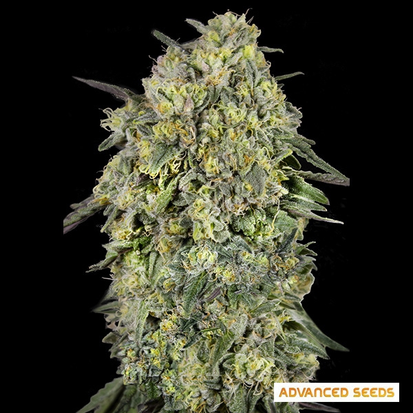Papaya Triploid de Advanced Seeds de Advanced Seeds en GB Lleida