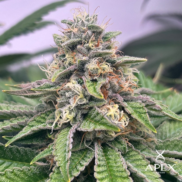 Monchi Gelatto Apex Seeds de Apex Seeds en GB Lleida