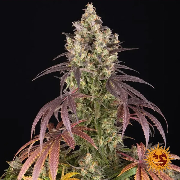 Lemon Cherry Gelato Barneys Farm x Backpack Boyz de Barney's Farm en GB Lleida