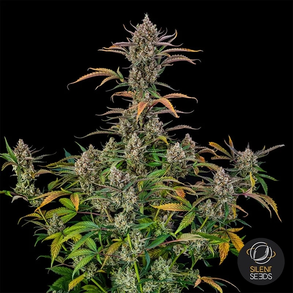 Rainbow Breath Auto de Silent Seeds en GB Lleida