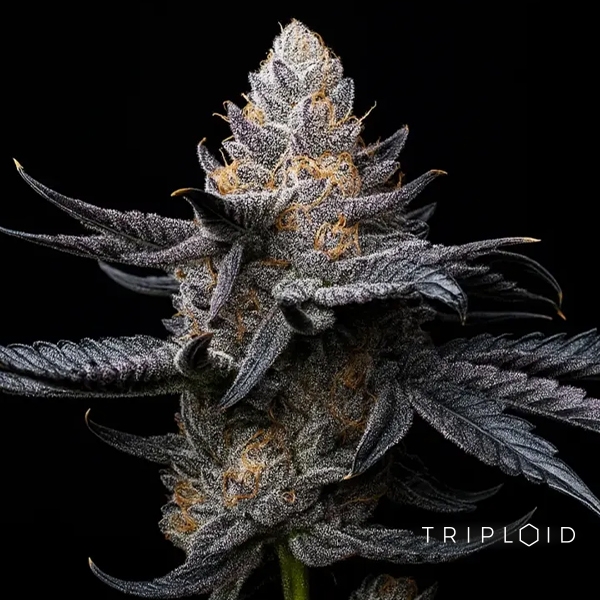 White Diamond Triploid en GB Lleida