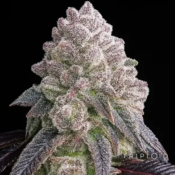 Tropical Sherbberry Triploid en GB Lleida