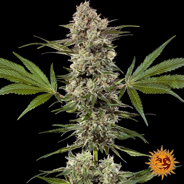 Banana Runtz F1 Hybrid de Barney's Farm en GB Lleida