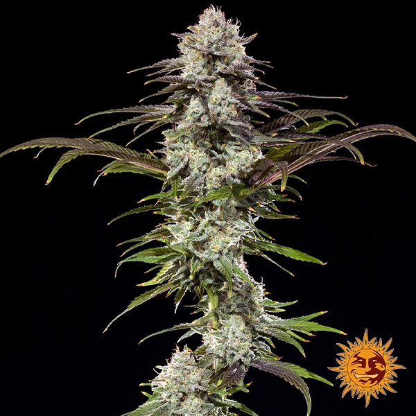 London Pound Cake F1 Hybrid de Barney's Farm en GB Lleida