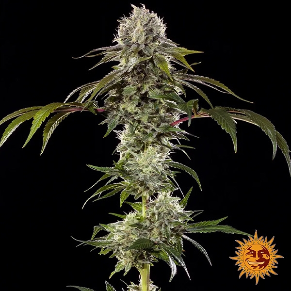 Durban Poison F1 Hybrid de Barney's Farm en GB Lleida