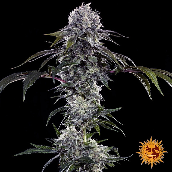 Durban Z F1 Hybrid de Barney's Farm en GB Lleida