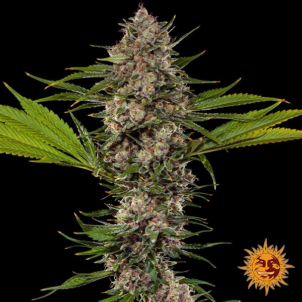 MAC 1 F1 Hybrid de Barney's Farm en GB Lleida