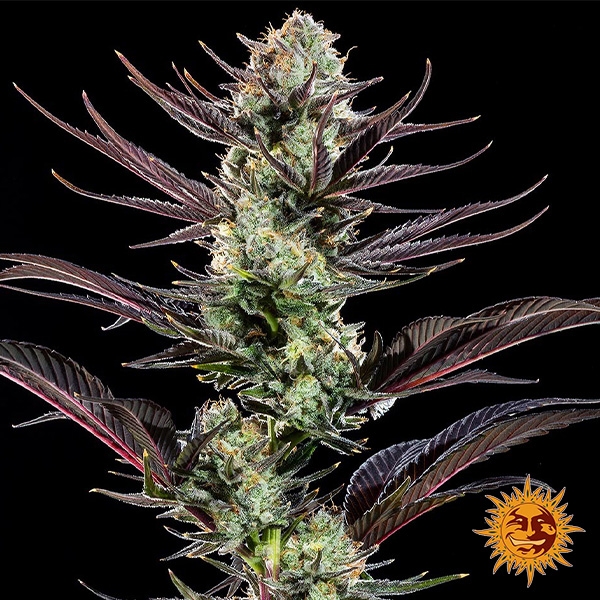 Thin Mint Frosting F1 Hybrid de Barney's Farm en GB Lleida