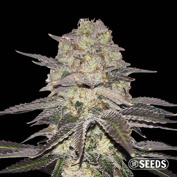Gelato Regular de GB Seeds en GB Lleida