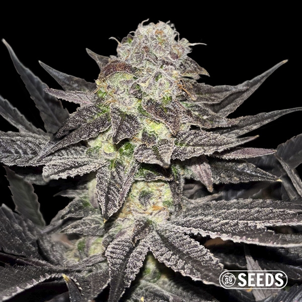 Miracle Alien Cookies Regular de GB Seeds en GB Lleida