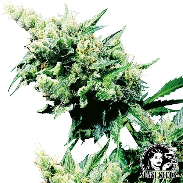 Hash Plant regular de Sensi Seeds en GB Lleida