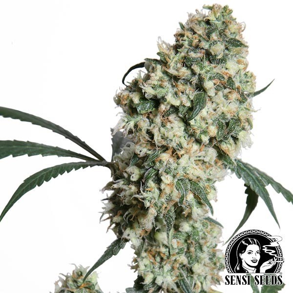 Ed Rosenthal Super Bud regular de Sensi Seeds en GB Lleida