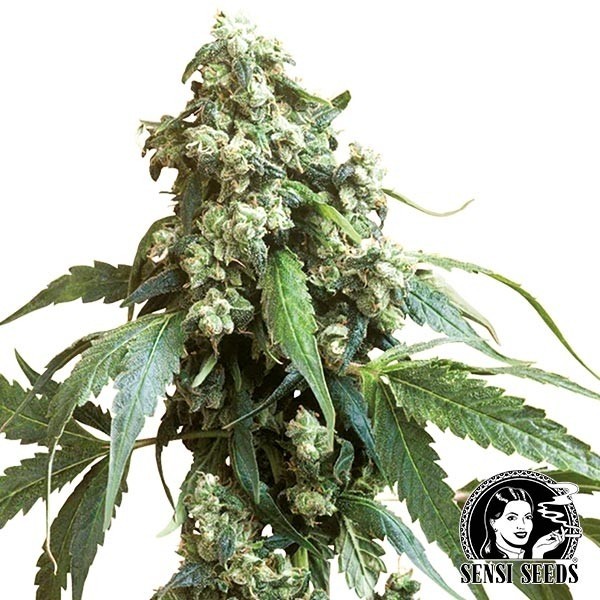 Jack Flash regular de Sensi Seeds en GB Lleida