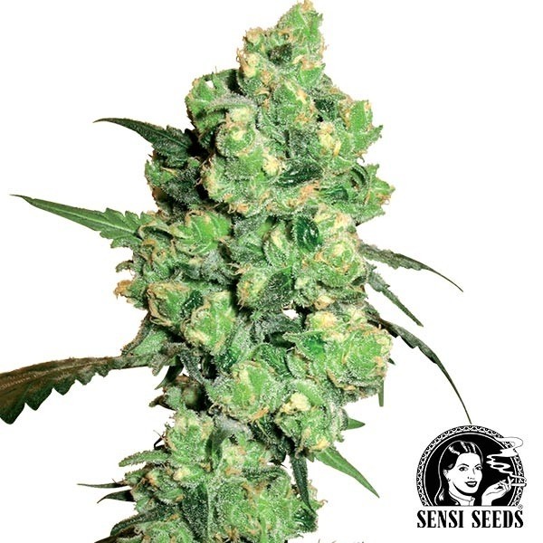 Super Skunk regular de Sensi Seeds en GB Lleida