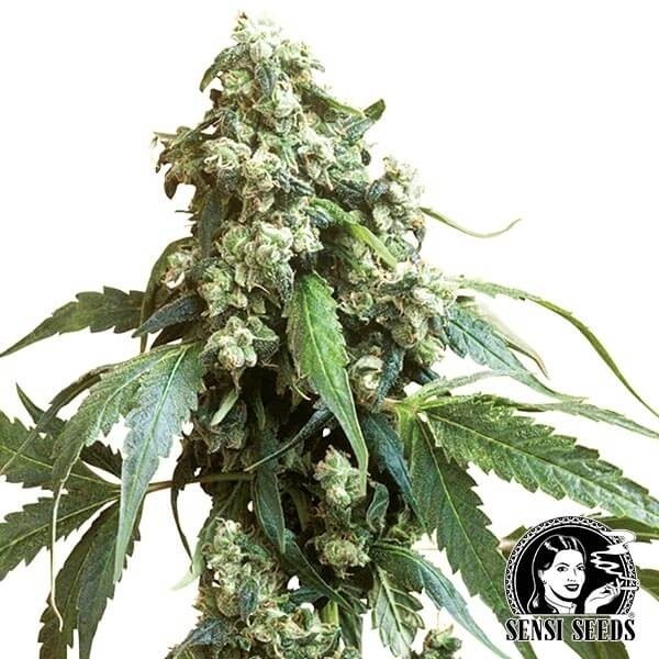 Jack Flash 5 de Sensi Seeds en GB Lleida