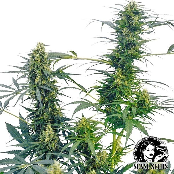 Guerrilla's Gusto regular de Sensi Seeds en GB Lleida
