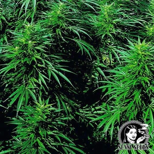 Semillas Auto Regulares Ruderalis Skunk de Sensi Seeds en GB Lleida