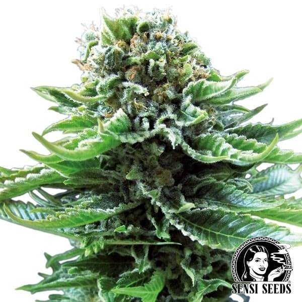 Sensi Seeds
