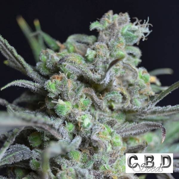 Critical CBD Seeds de CBD Seeds en GB Lleida