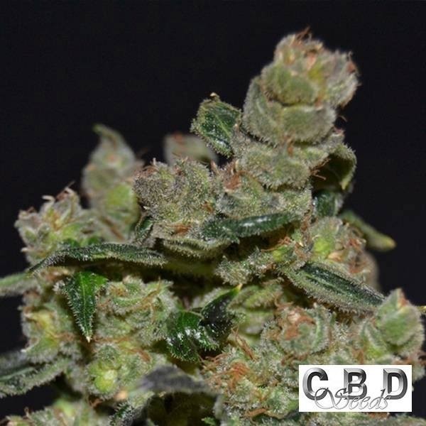 Diesel CBD Seeds de CBD Seeds en GB Lleida