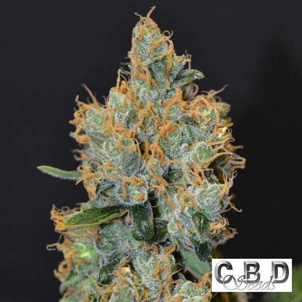 Lavender CBD Seeds de CBD Seeds en GB Lleida