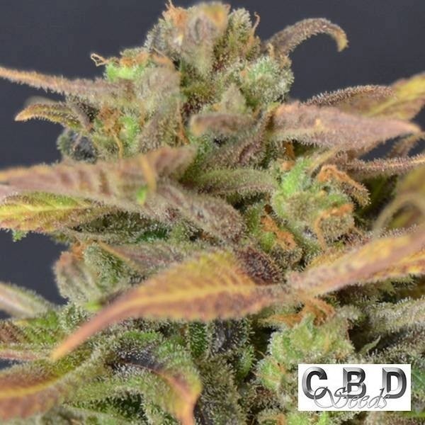 Auto Critical - CBD Seeds de CBD Seeds en GB Lleida