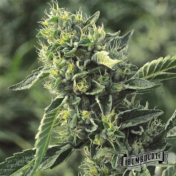 OG Kush Humboldt Seeds Company de Humboldt Seeds en GB Lleida