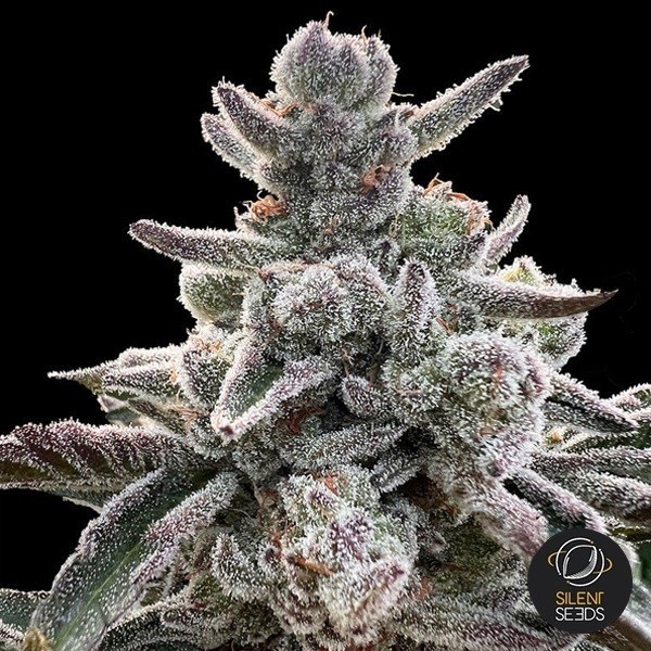 Polar Gelato by Sherbinskis de Silent Seeds en GB Lleida