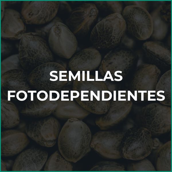 Semillas fotodependientes GB Lleida grow shop