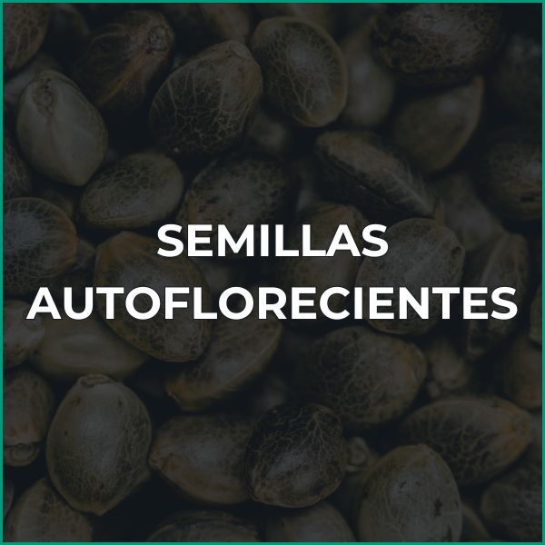 Semillas autoflorecientes GB Lleida grow shop